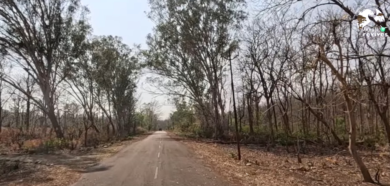 Starting the Jim Corbett Jhirna Zone Safari 