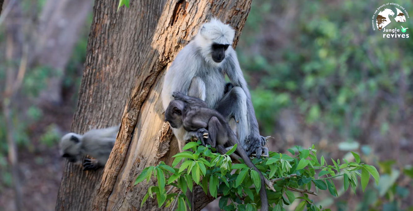 Mother and Baby Langoor
