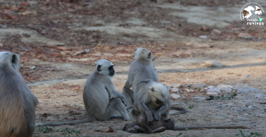 Langoor in Indian National Parks
