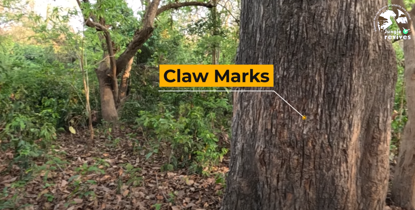 tiger claw marks on tree in Jhirna zone