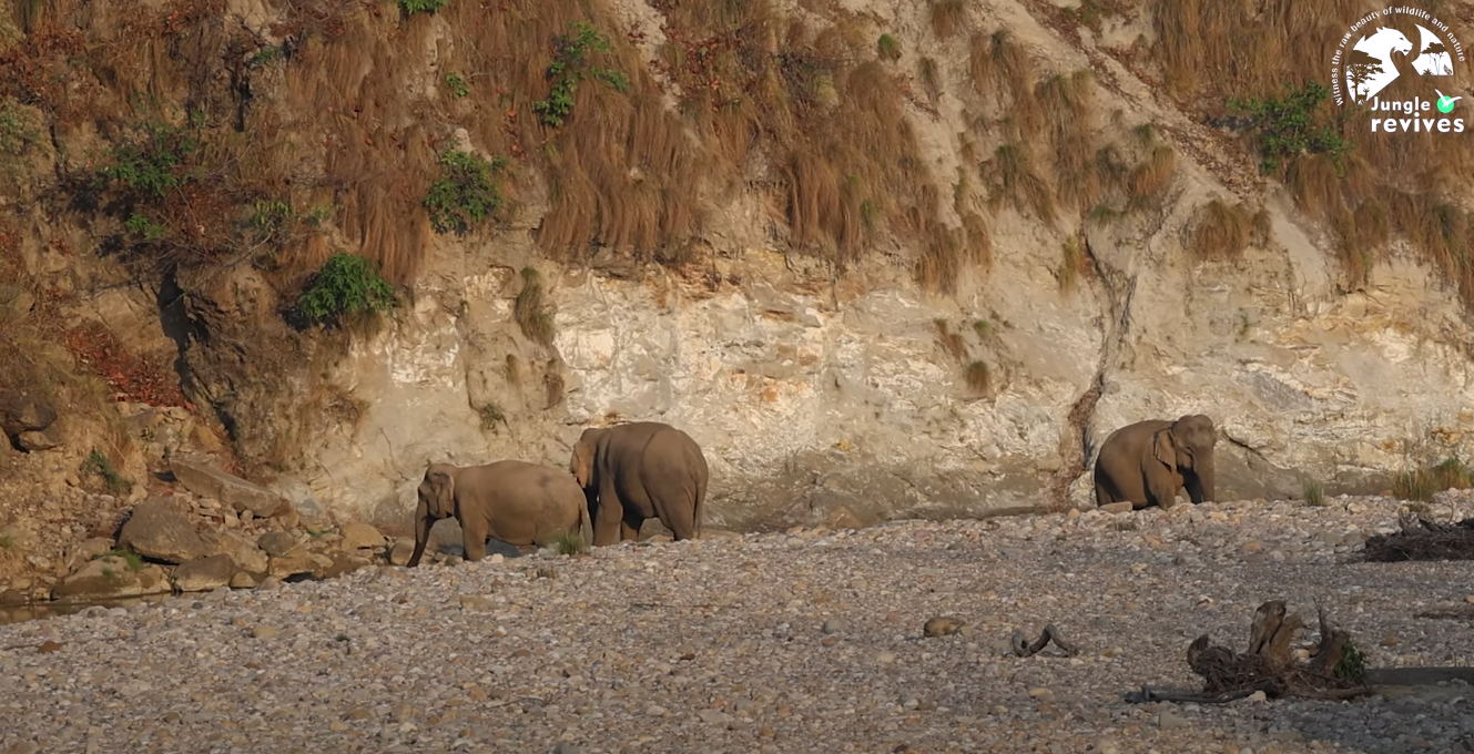 Elephants in Jim Corbett Jhirna Zone