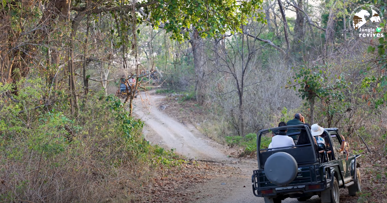Jeeps waiting in Jhirna Zone to spot tiger