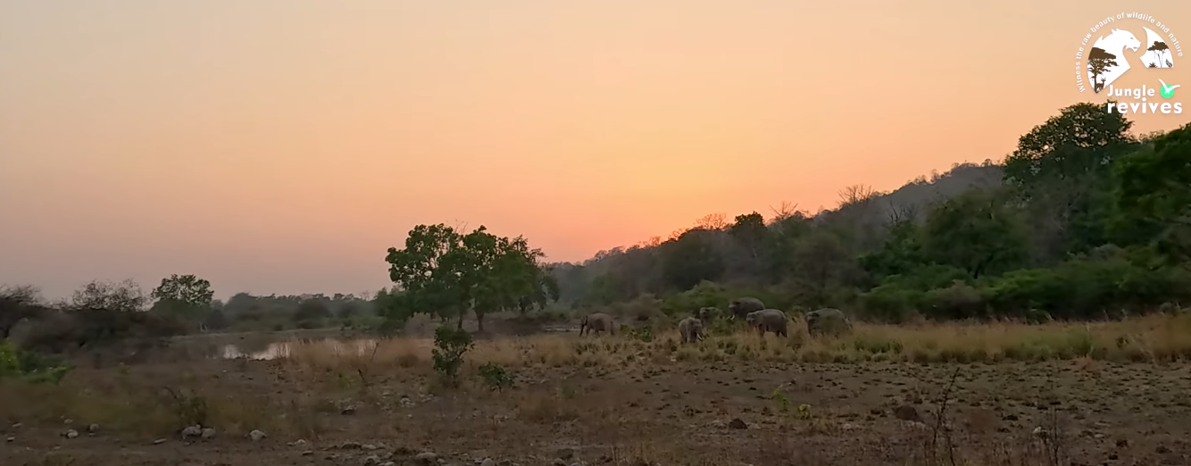 Elephant spotted near water hole in Jhirna Zone during sunset