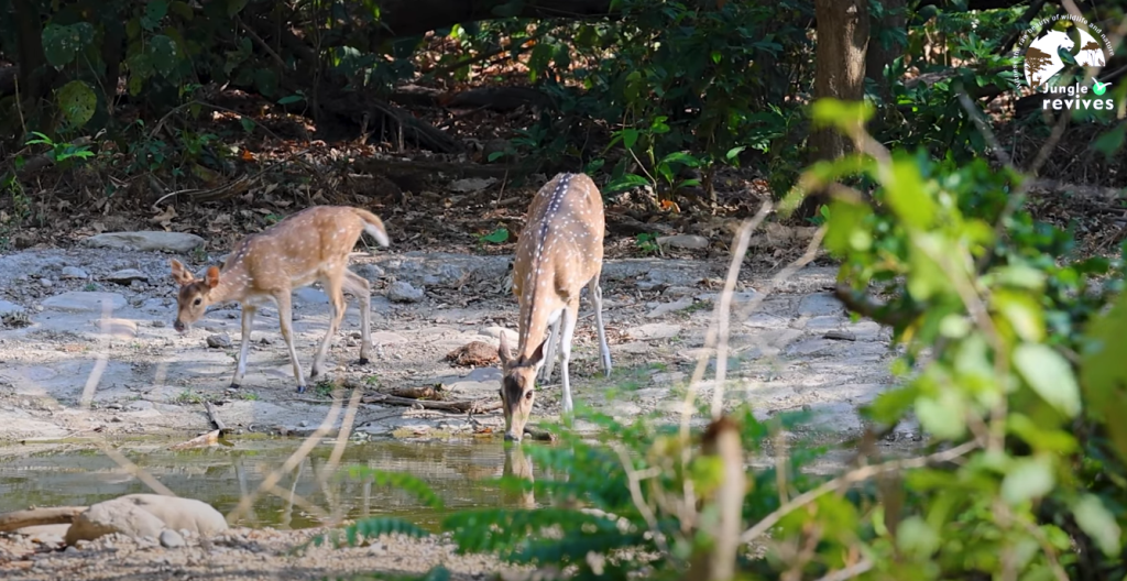 Deer drinking water from water hole