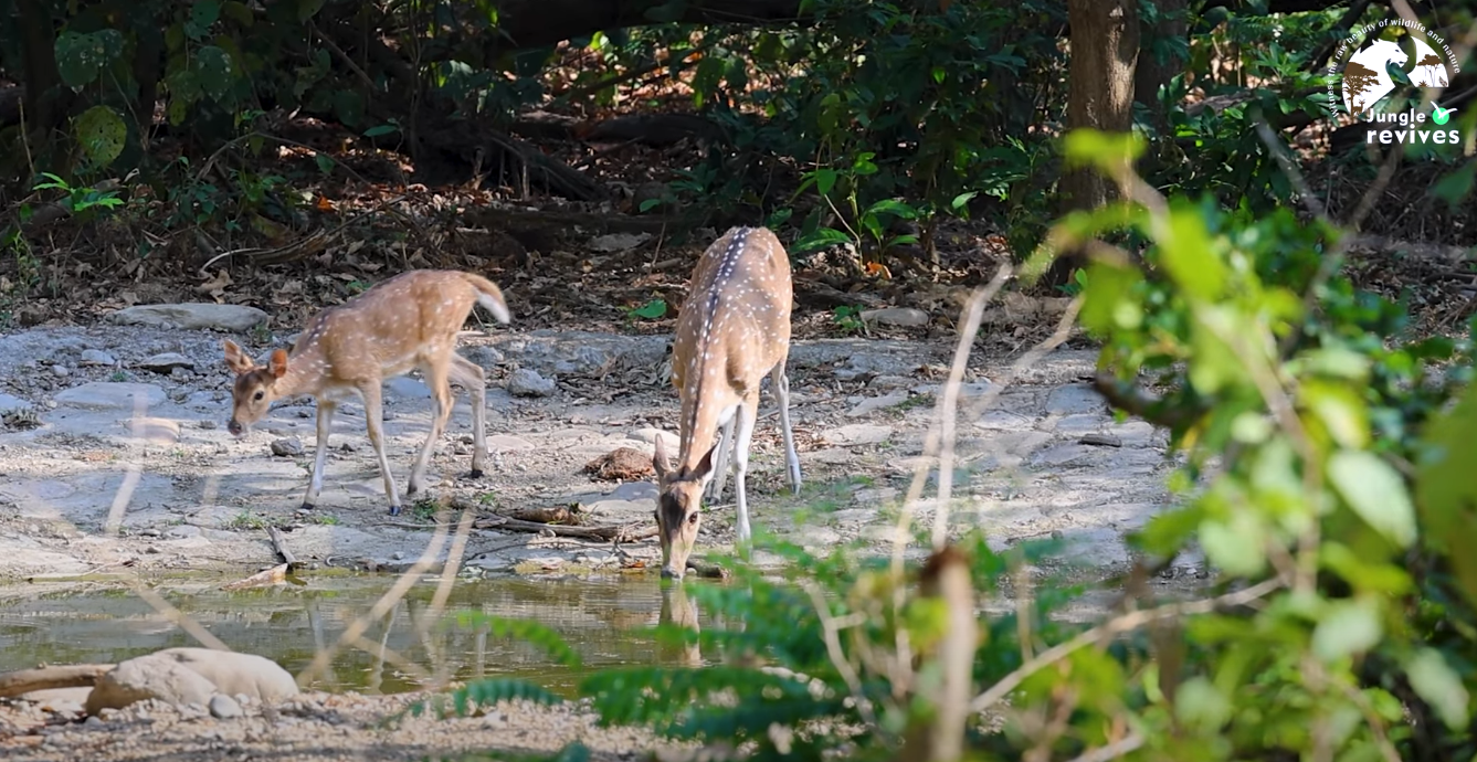 Deer Drinking Water in Jim Corbett Jhirna Zone