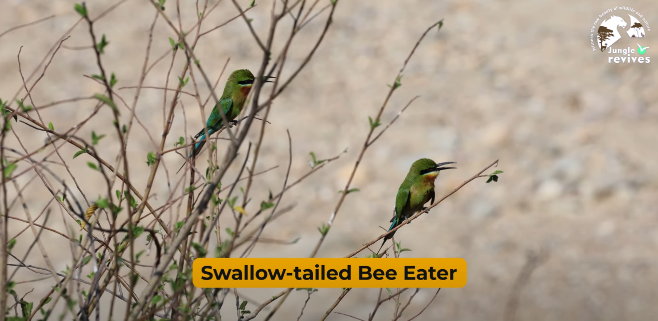 Swallow Tailed Bee Eater