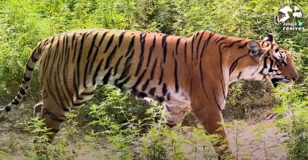 tiger spotting in jim corbett