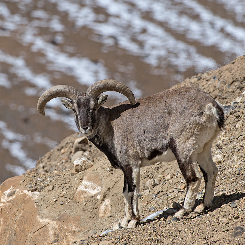 Blue Sheep aka Bharal