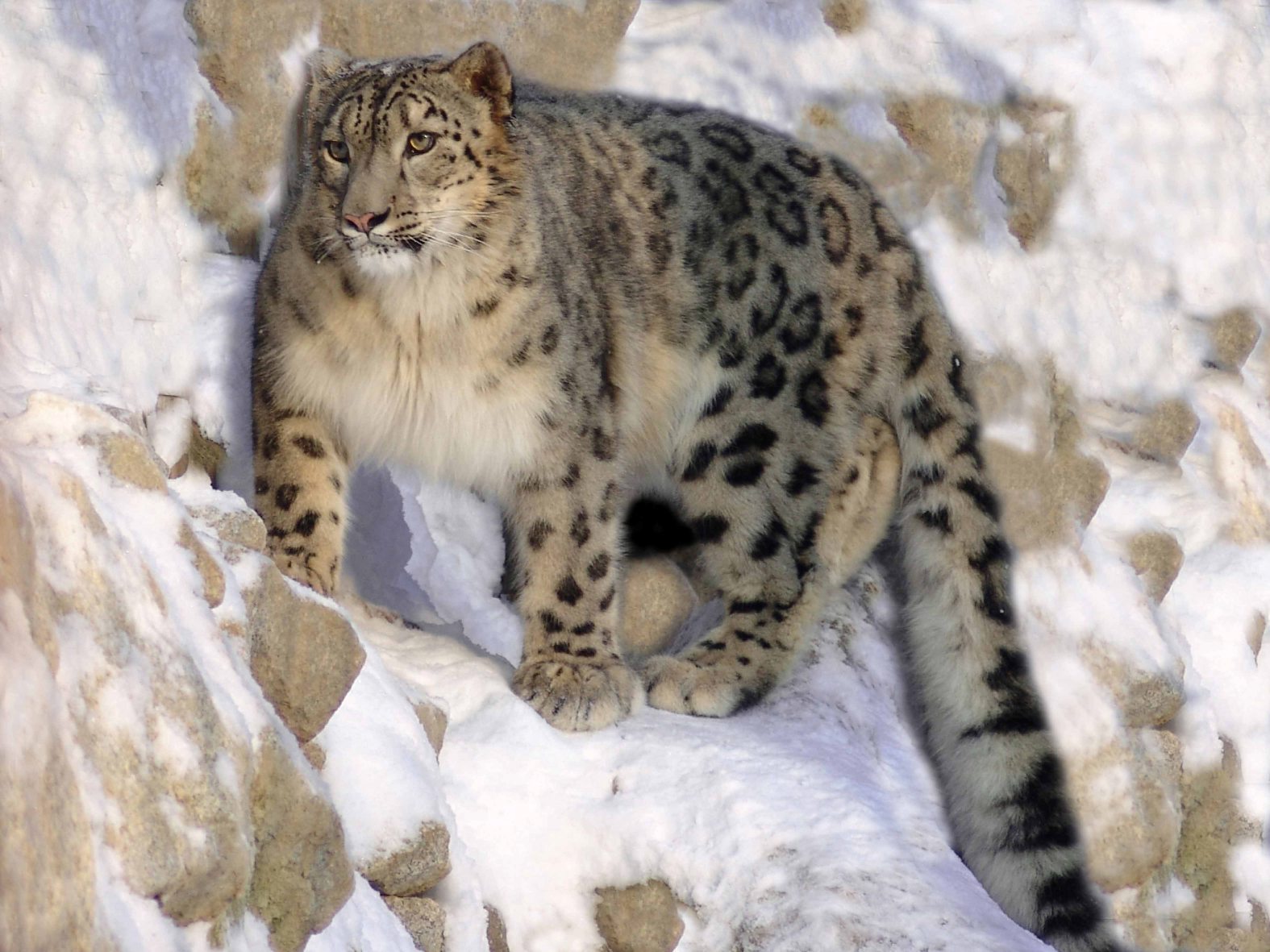 India Snow leopard