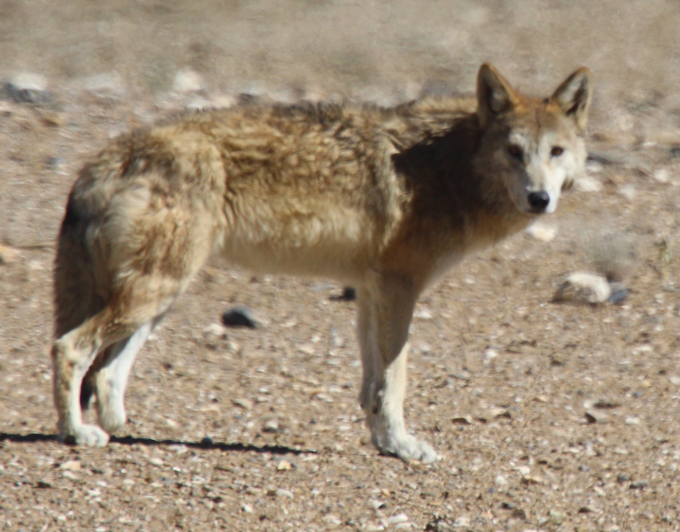Tibetan Wolf