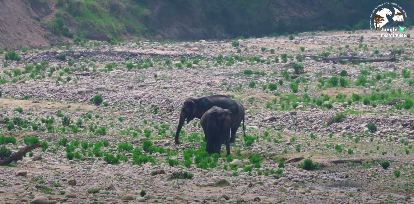 Indian elephants grazing