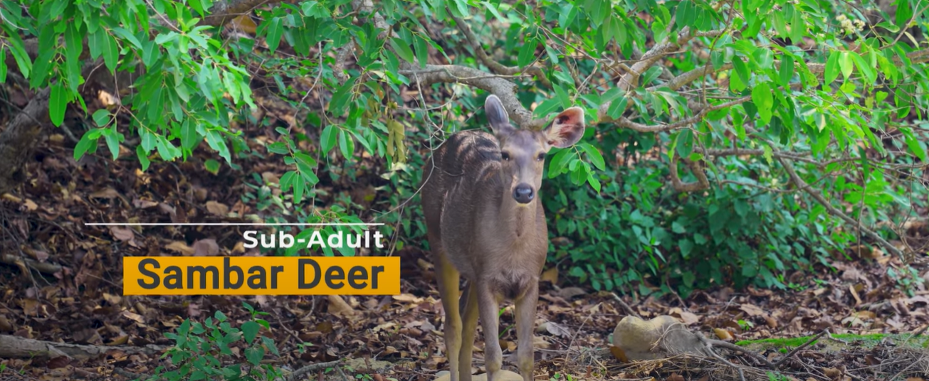 Sub Adult Sambar Deer Spotted during Bijrani Zone Safari