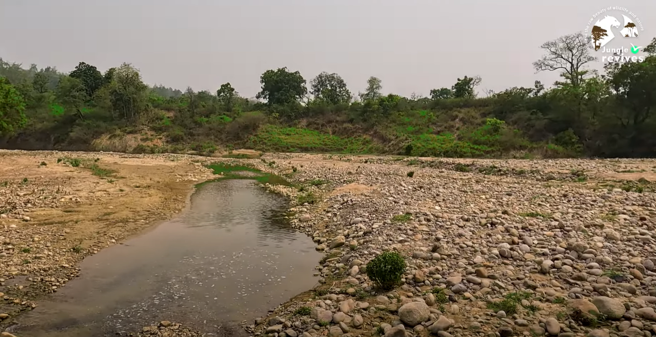 Spring Water Crossing while on Bijrani Zone Jeep Safari