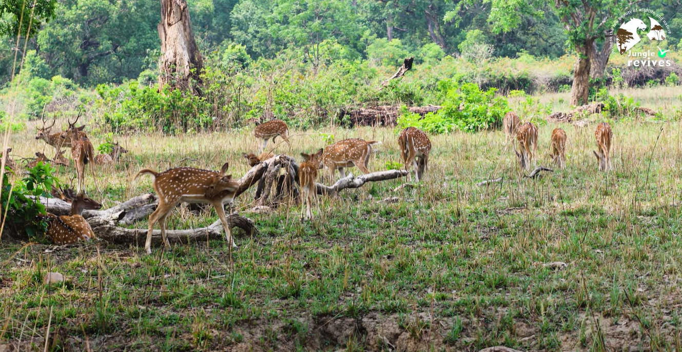 a group of deer grazing near Bijrani FRH