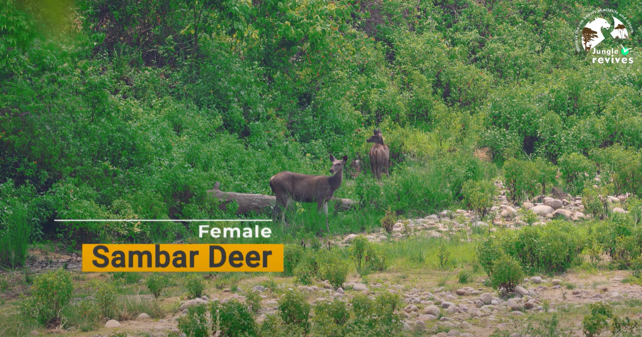 Female Sambar Deer in Bijrani Zone