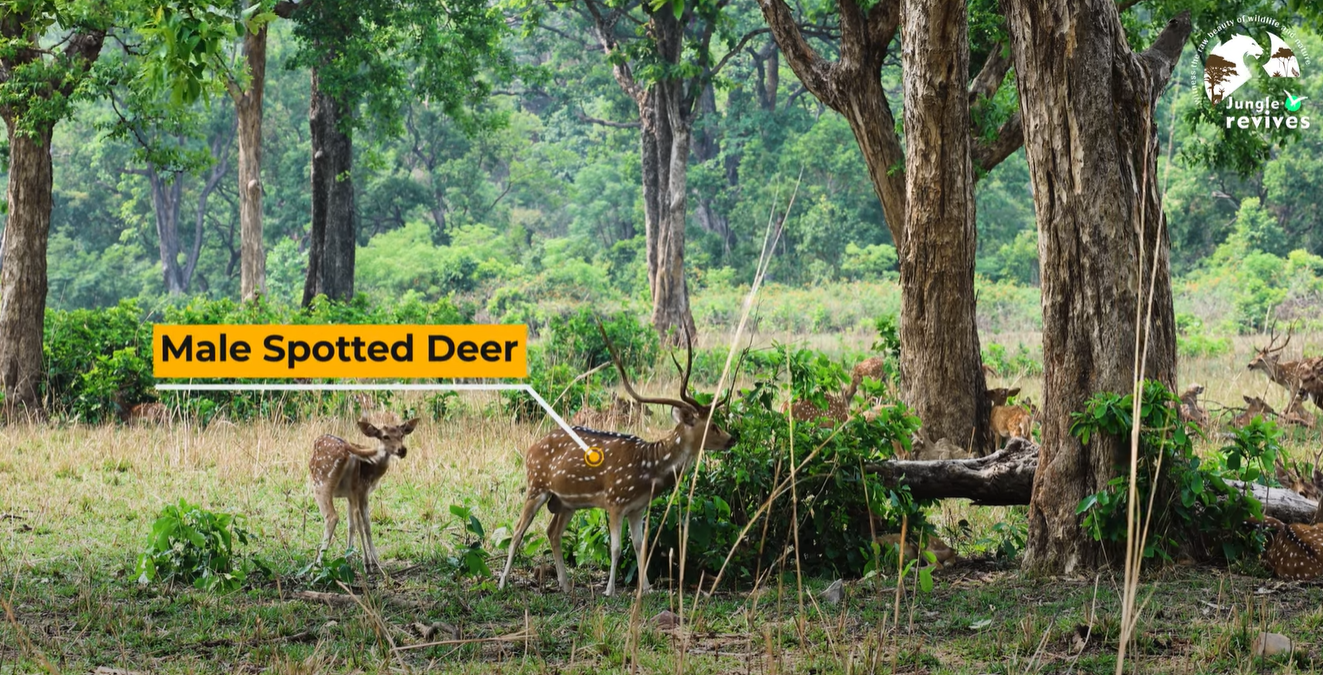 Male Spotted Deer near Bijrani Forest House