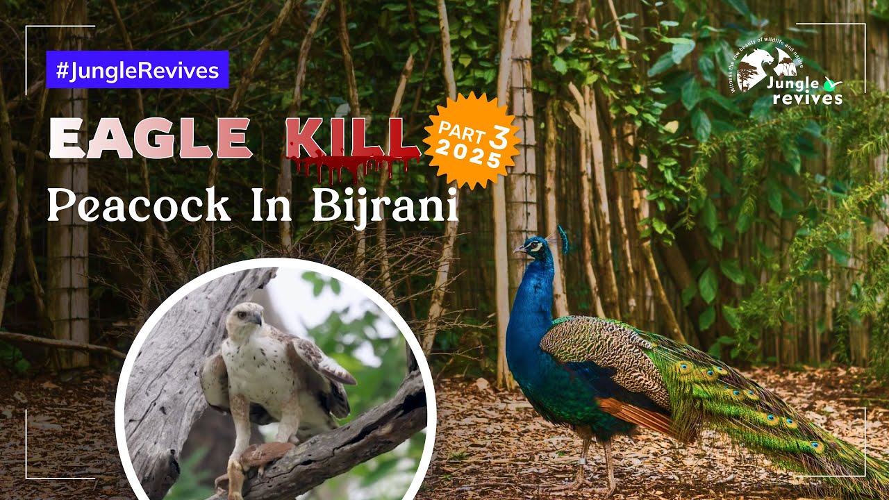 Bijrani Zone Safari in 2025 Part 3