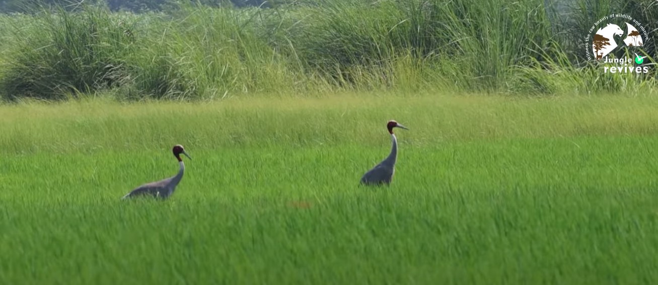 Sarus Crane in Dhanauri Wetland