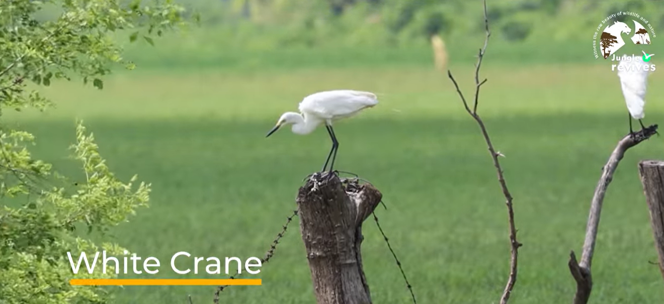 White Crane Bird