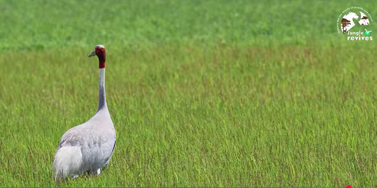Sarus Crane