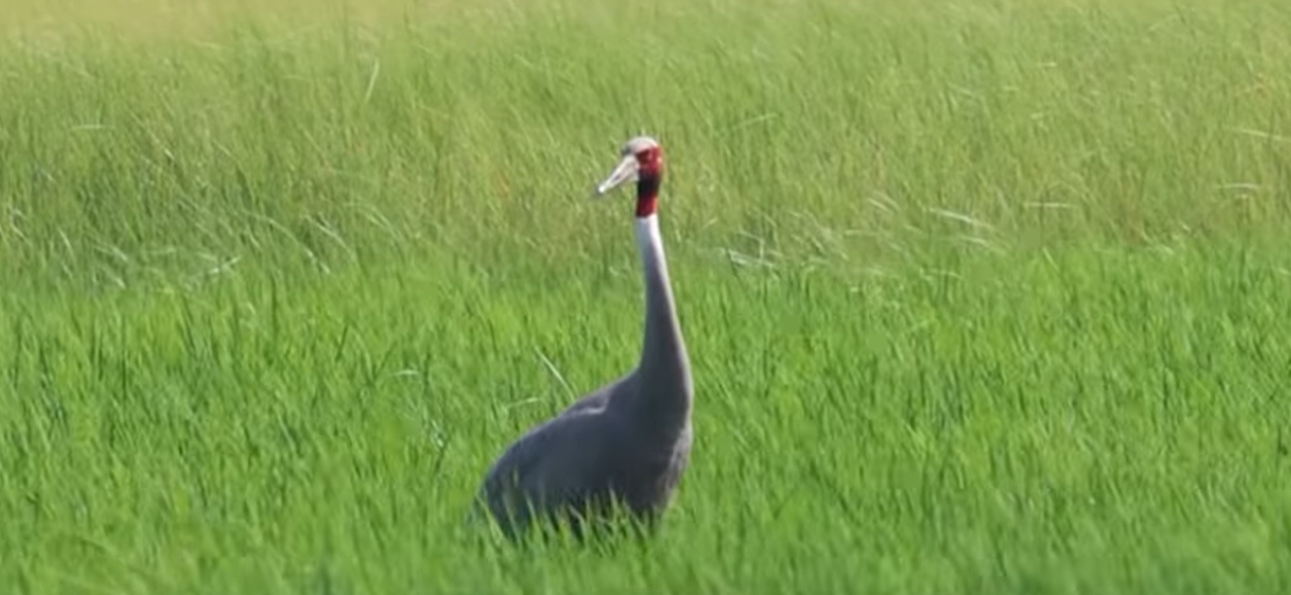Sarus Crane in Dhanauri Wetland