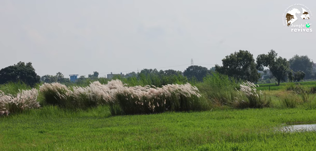 Strong Winds in Wetland