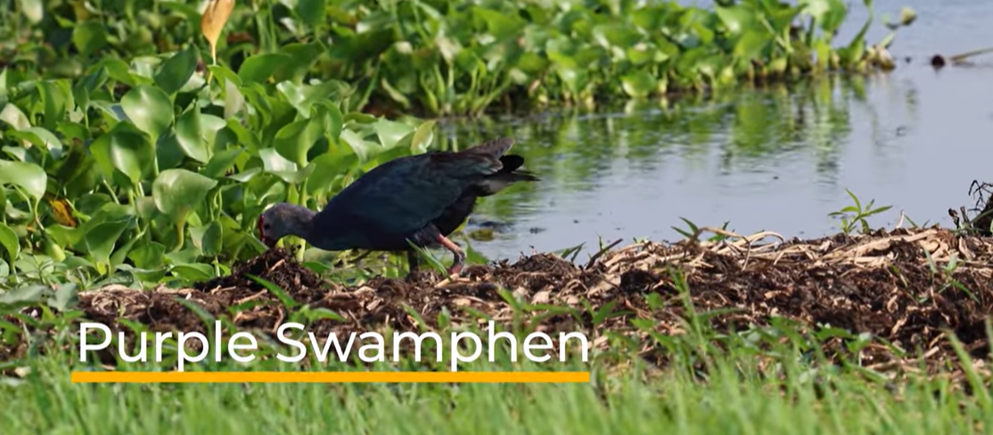 Purple Swamphen