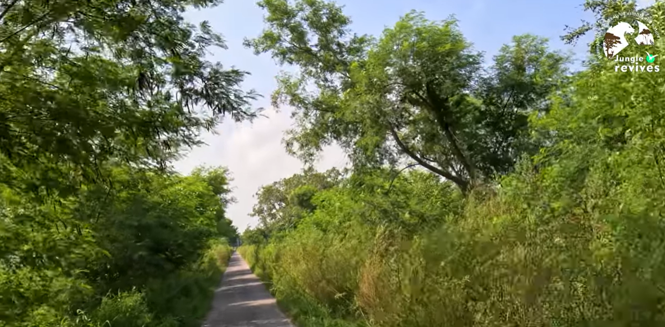 Road in Dhanauri Wetland