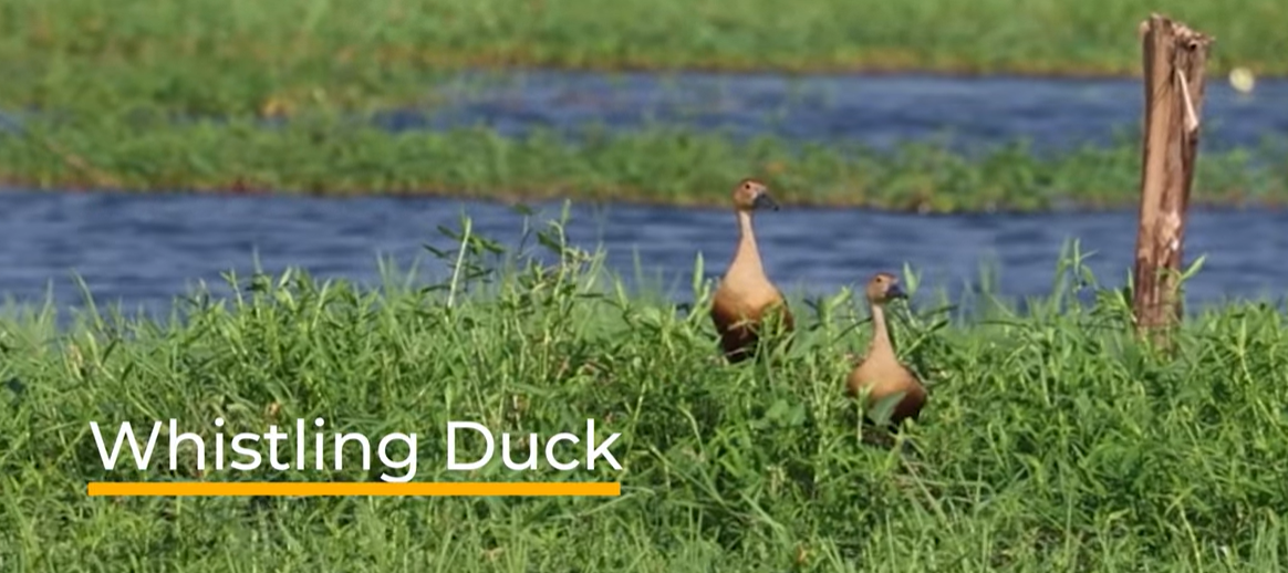 Whistling Duck