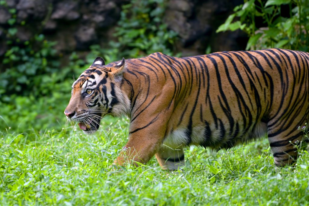 Importance of Tigers in Ecosystem & Cruciality for Forest Balance